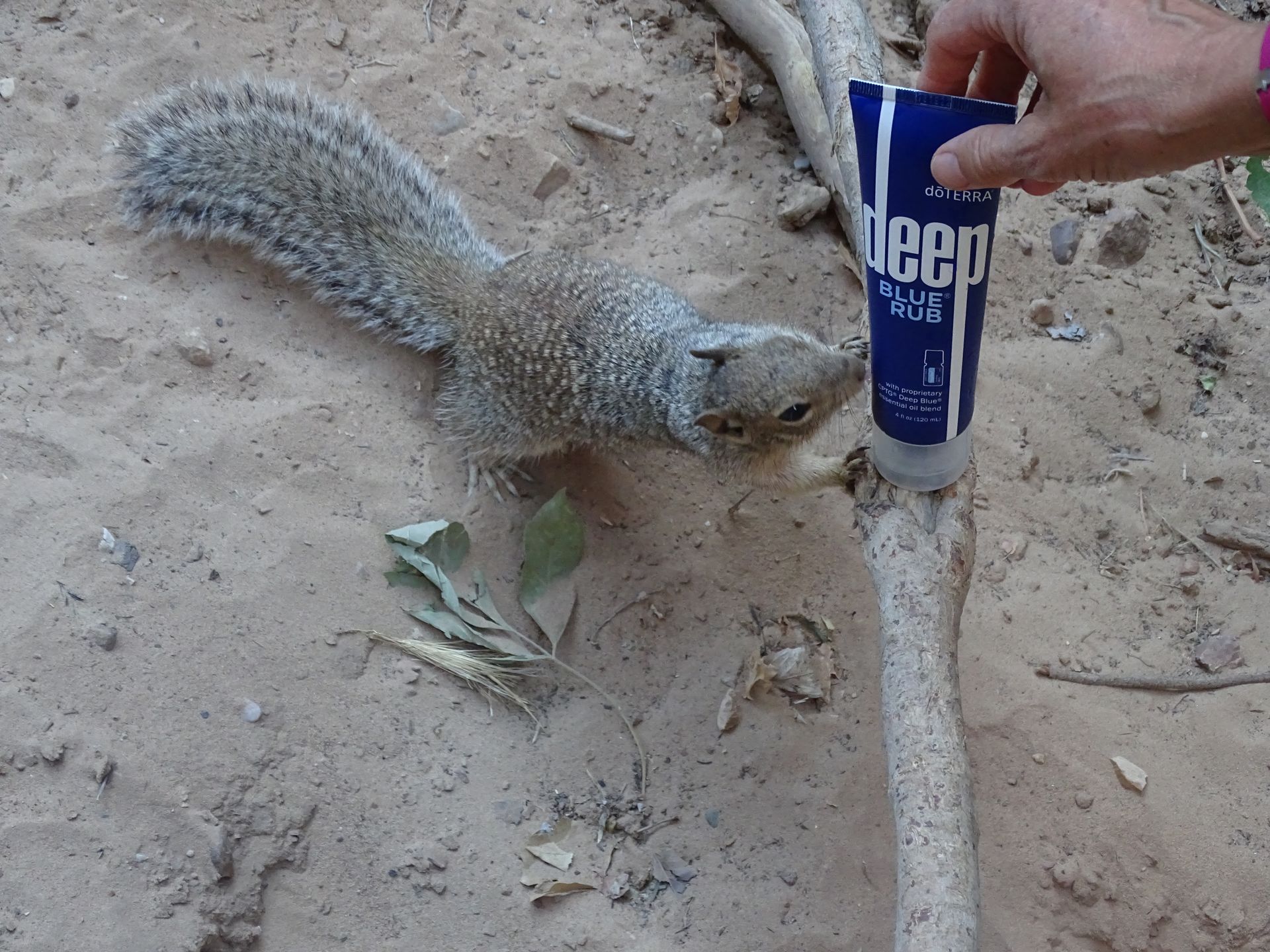 Deep Blue mögen sogar 