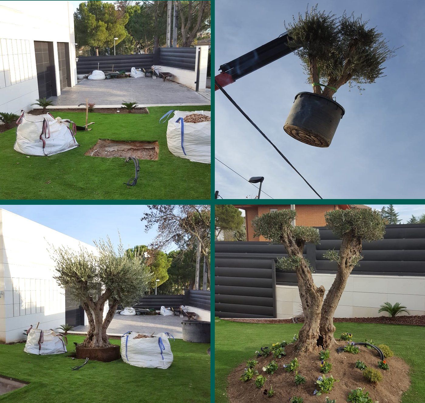 colcacion de olivo decorativo