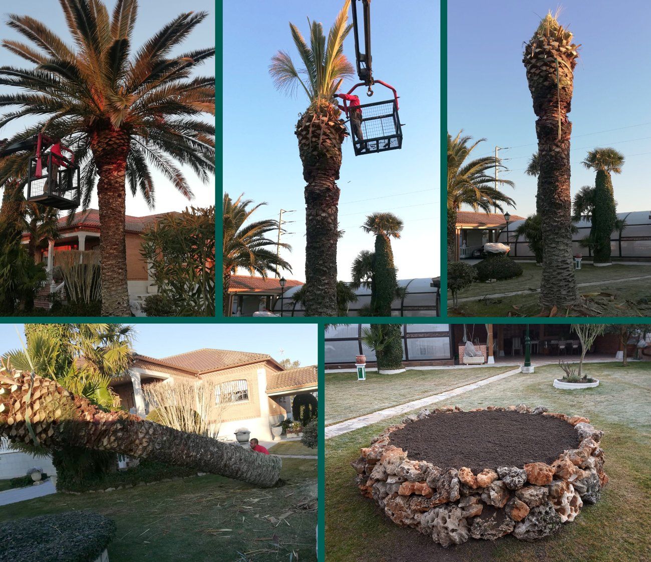 tala arboles palmera enferma construccion alcorque