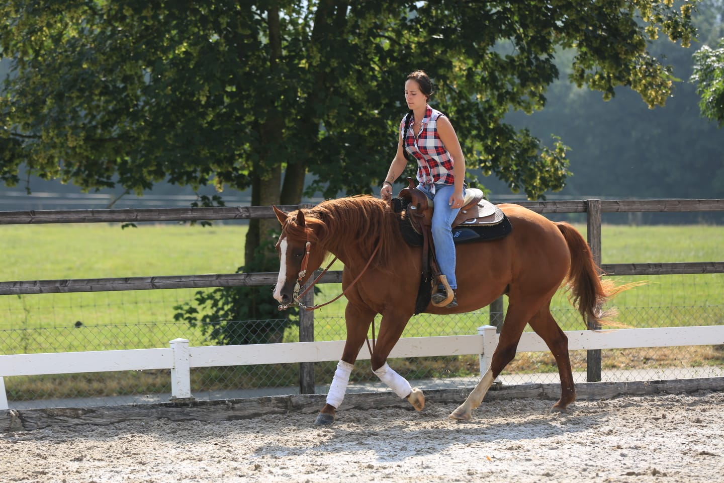 Western Fohlen Remonta Anreiten
