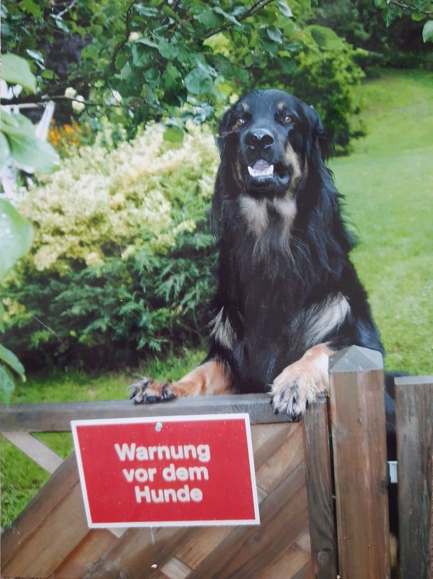 Lauser auf 4 Pfoten Hunde und Katzentraining