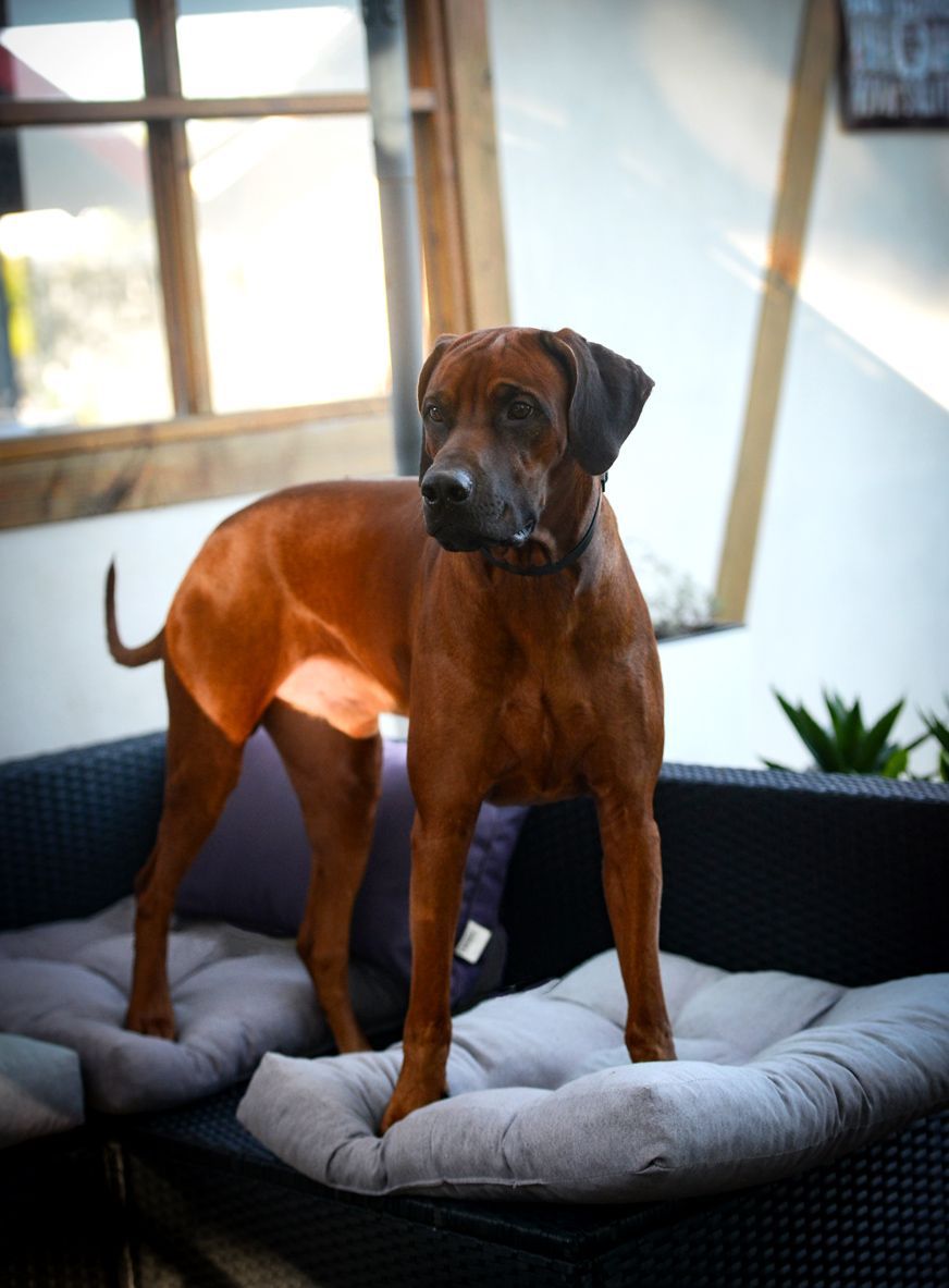 Rhodesian Ridgeback Rüde, Deckrüde Rhodesian Ridgeback, 