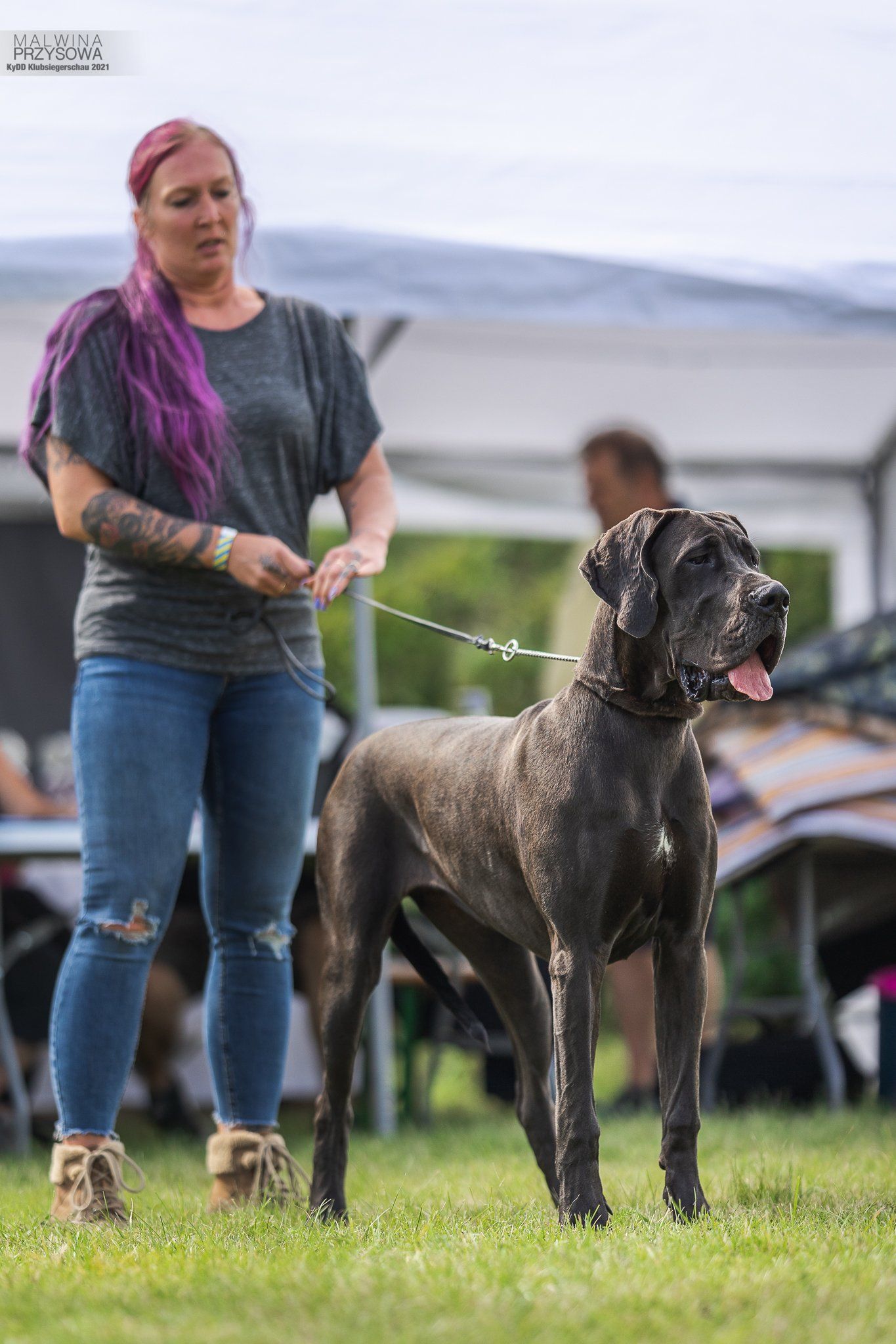 KyDD e.V. Wir machen uns stark für Deutsche Doggen