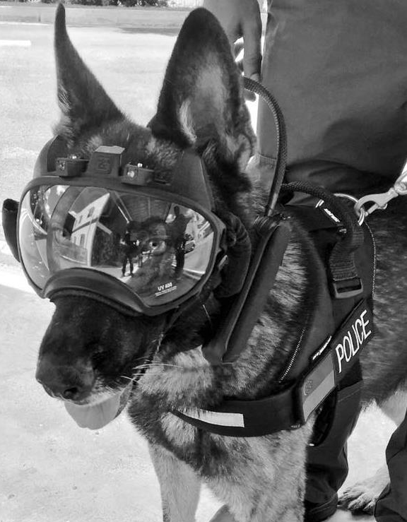K9 supervision, dog goggle camera, see, listen, record