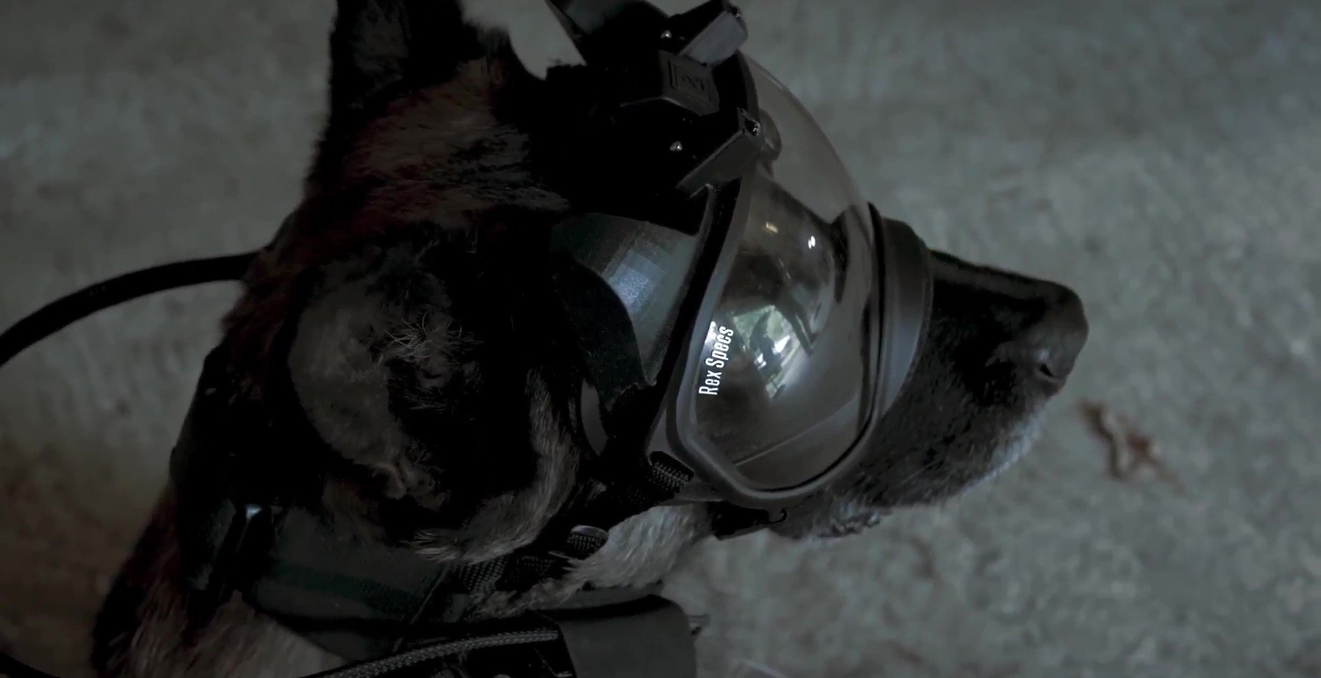 K9 supervision, dog goggle camera, see, listen, record