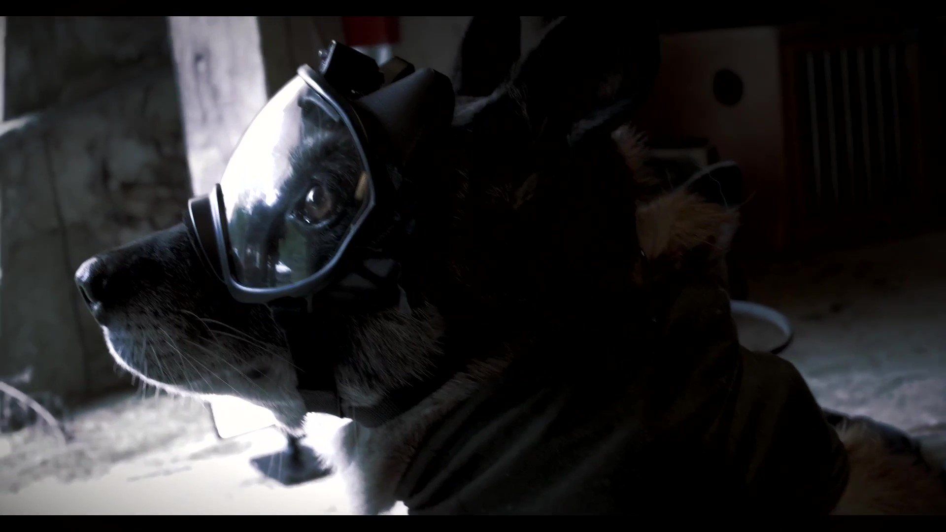 K9 supervision, dog goggle camera, see, listen, record