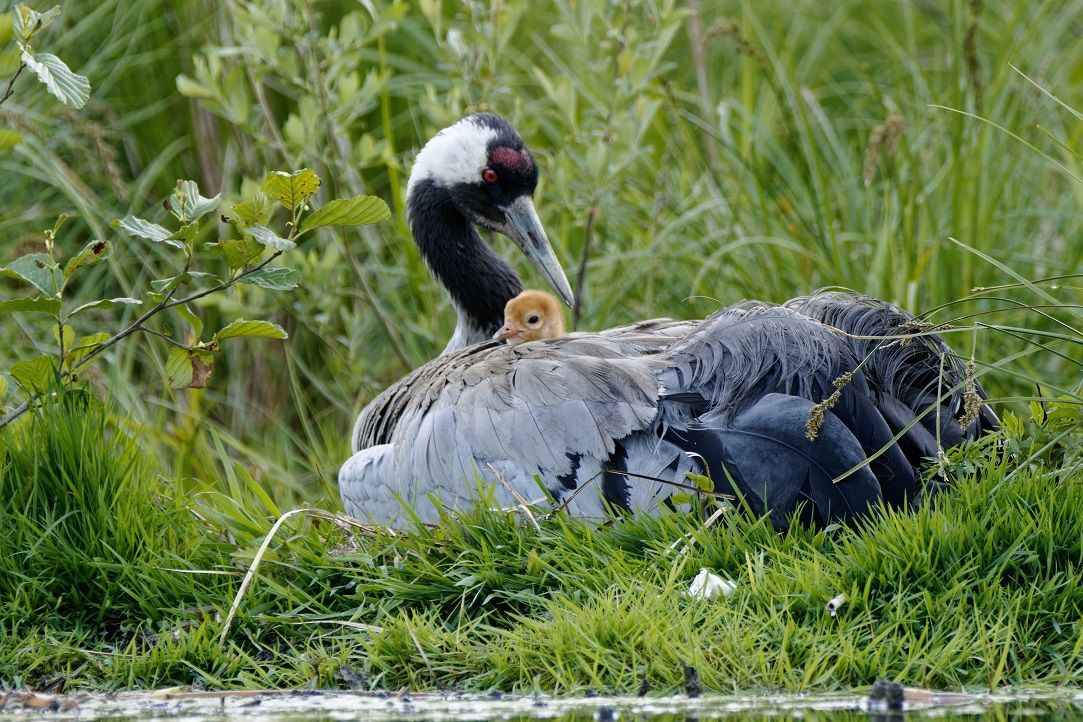 Junger Kranich schlüpft zum Schlafen unter die Flügel der Mutter