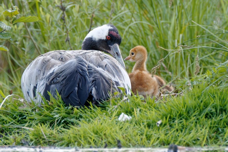 Kranich Mutter mit ihrem Jungen
