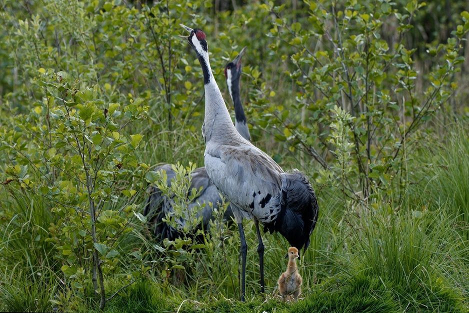 Kraniche mit ihrem Jungen