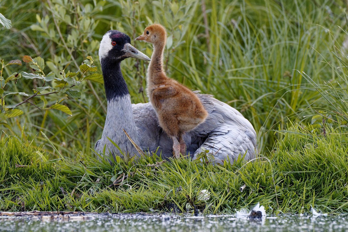 Kranich mit jungem Kranich