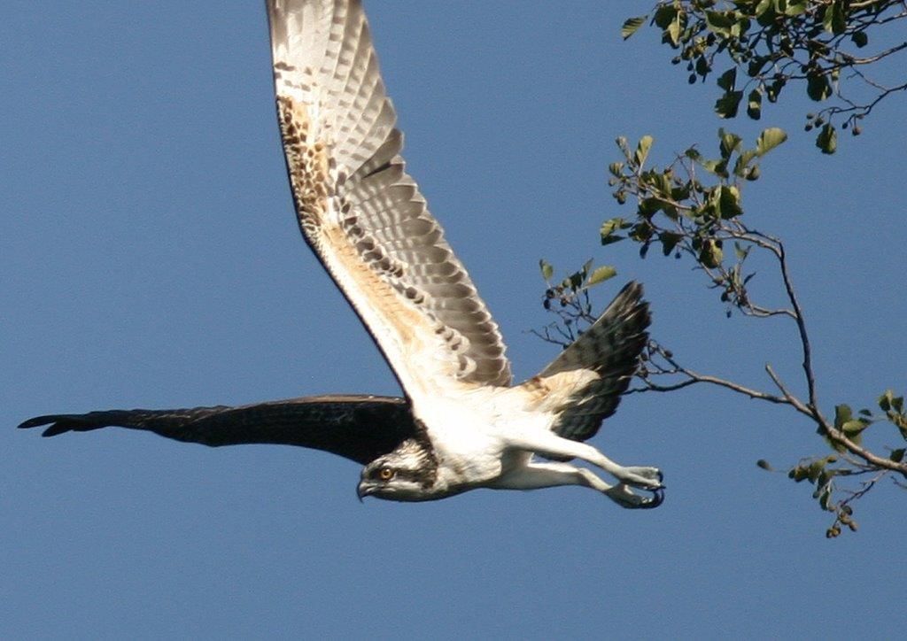 abfliegender Fischadler im Naturpark Dahme-Heideseen