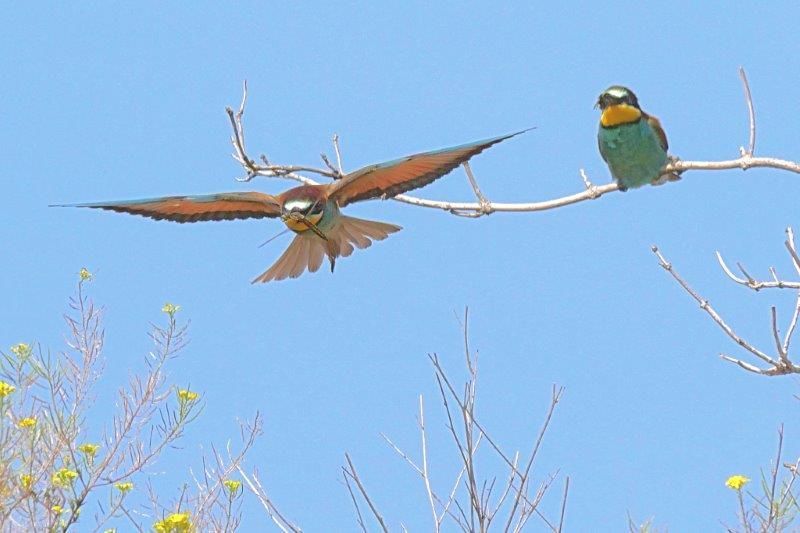 Zwei Bienenfresser im Flug