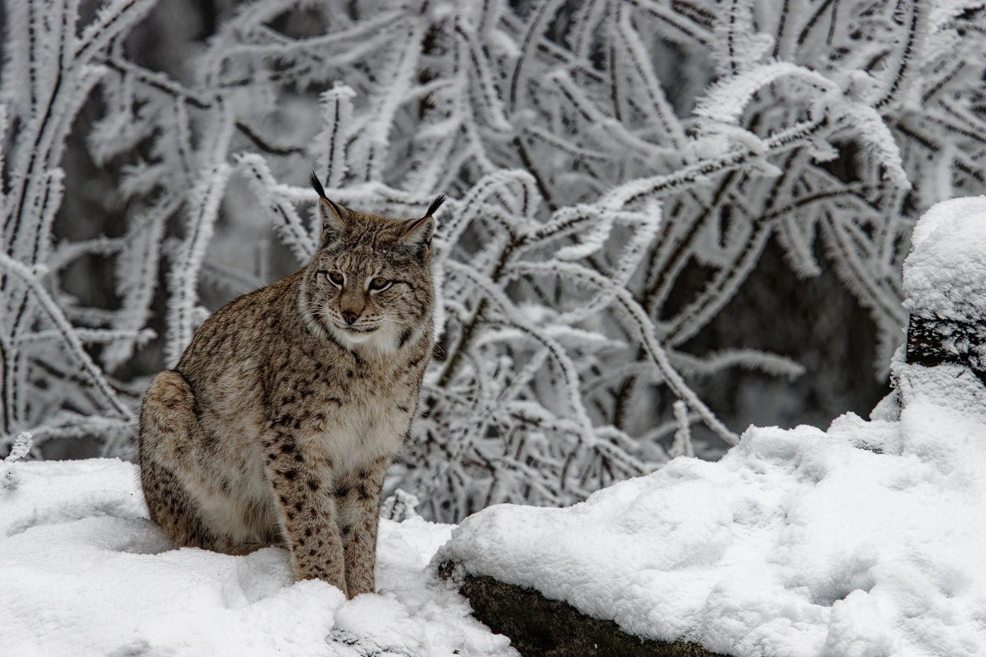 Luchs am Tage im tiefen Schnee im Fichtelgebirge bei Mehlmeisel