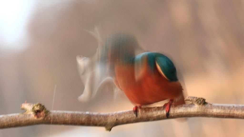 Eisvogel mit Fisch in Bewegung