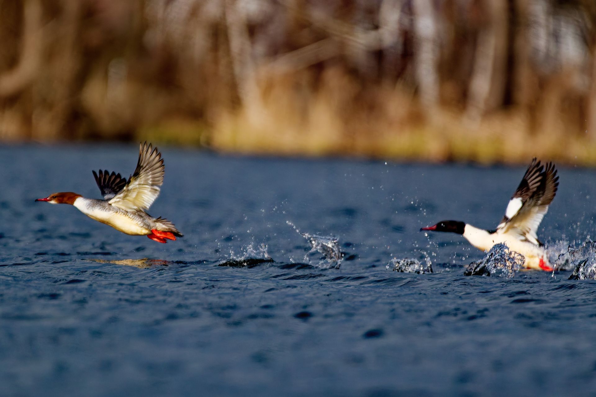 Start eines Gänsesäger-Paares