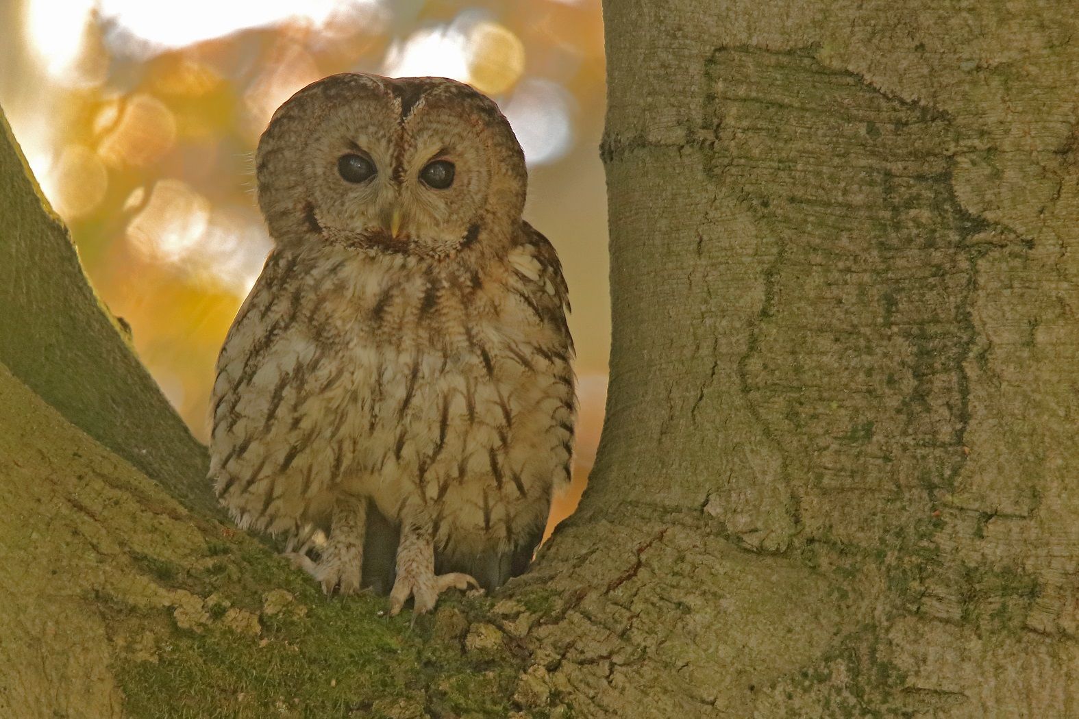 Waldkauz im Naturpark Dahme-Heideseen