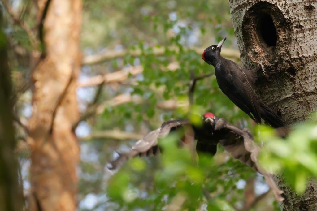 Schwarzspechte an ihrer Bruthöhle im Naturpark Dahme-Heideseen