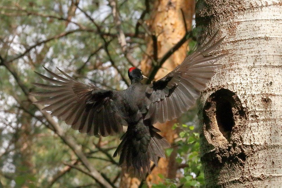 Schwarzspecht beim Landeanflug