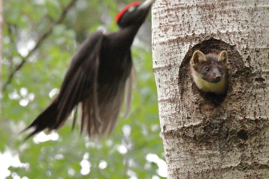 Schwarzspecht will Baummarder von seiner Bruthöhle vertreiben