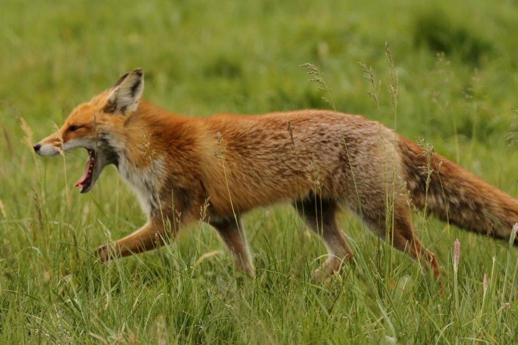 Fuchs in der Deckung im Naturpark Dahme-Heideen