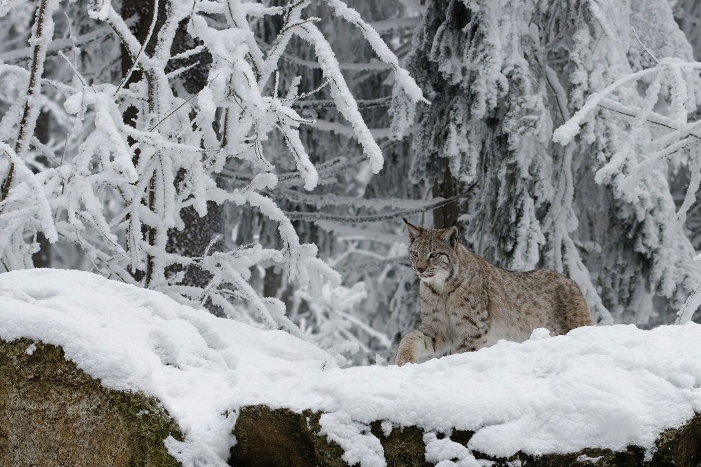 Luchs im tiefen Schnee im Fichtelgebirge bei Mehlmeisel
