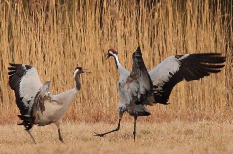 Kraniche tanzenim Naturpark Dahme-Heideseen