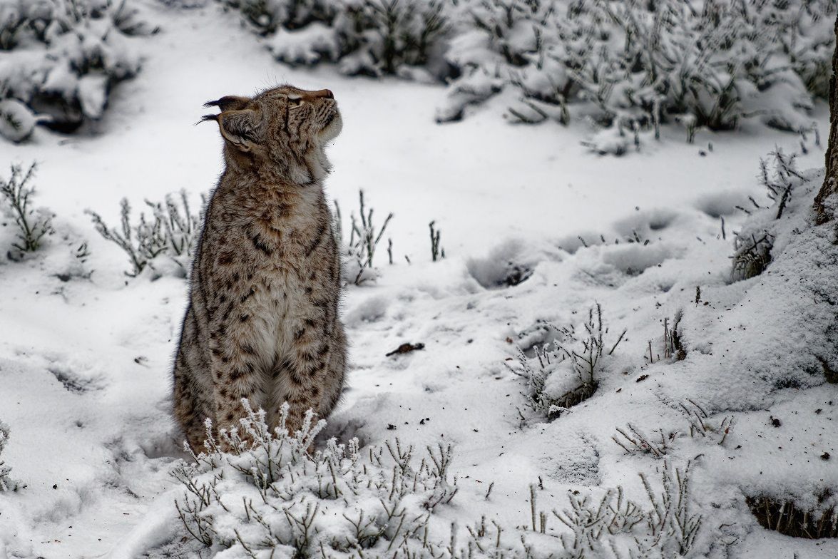 Luchs im tiefen Winter im Fichtelgebirge bei Mehlmeisel