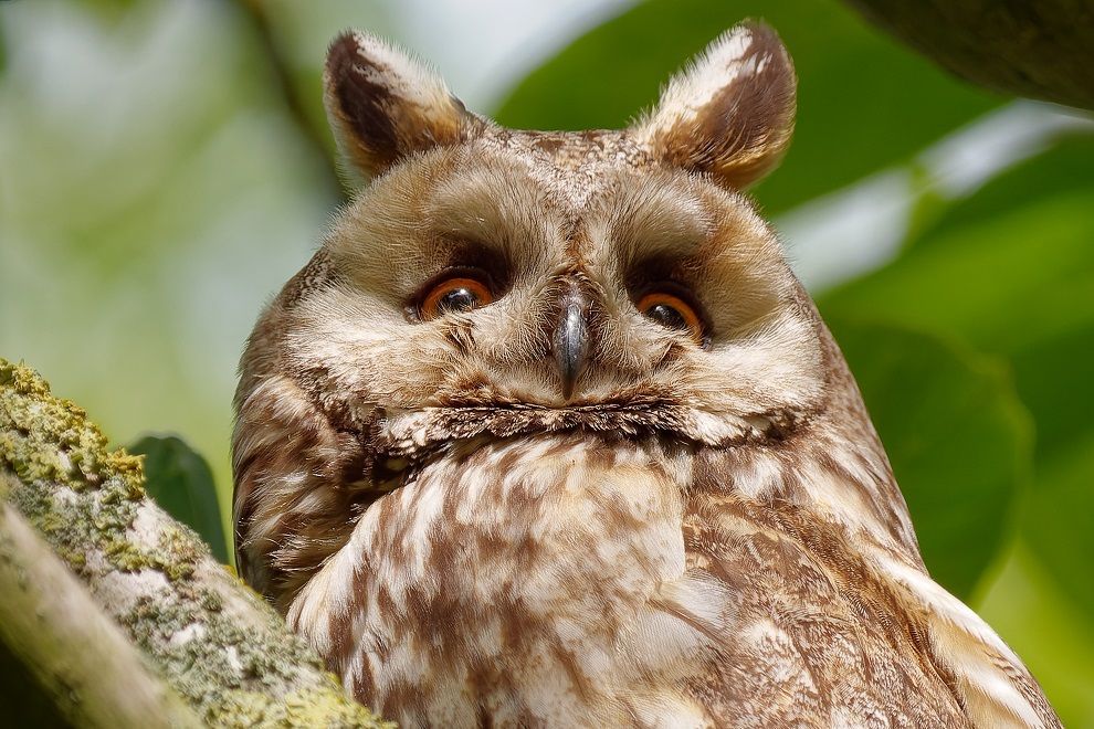 Augen wie aus Bernstein hat die Waldohreule