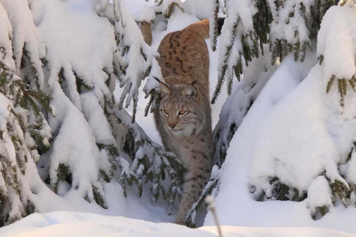 Luchs kommt aus der Deckung im Fichtelgebirge bei Mehlmeisel