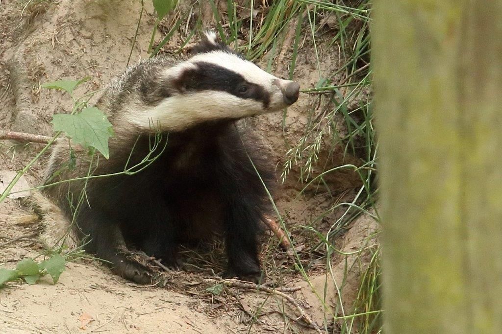 Dachs schaut aus dem Bau