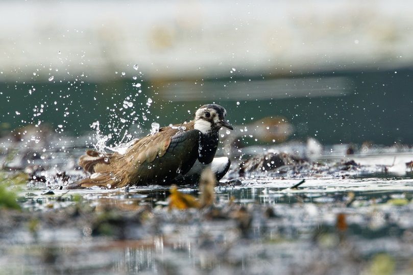 Badender Kiebitz im Naturpark Dahme-Heideseen