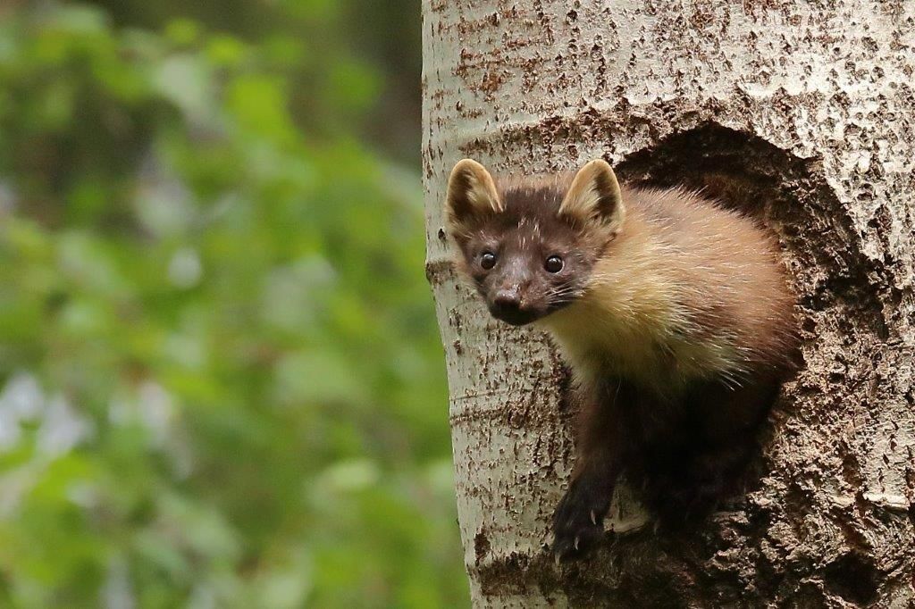 Baummarder im Naturpark Dahme-Heideseen an der Bruthöhle vom Schwarzspecht