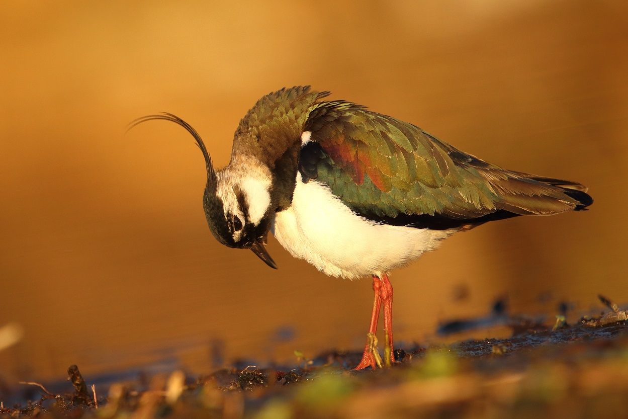 Kiebitz bei Sonnenuntergang