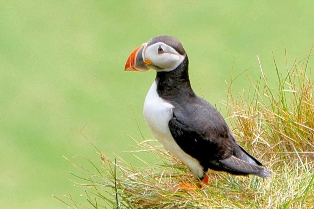 Papageitaucher pausiert auf den Westmännerinseln