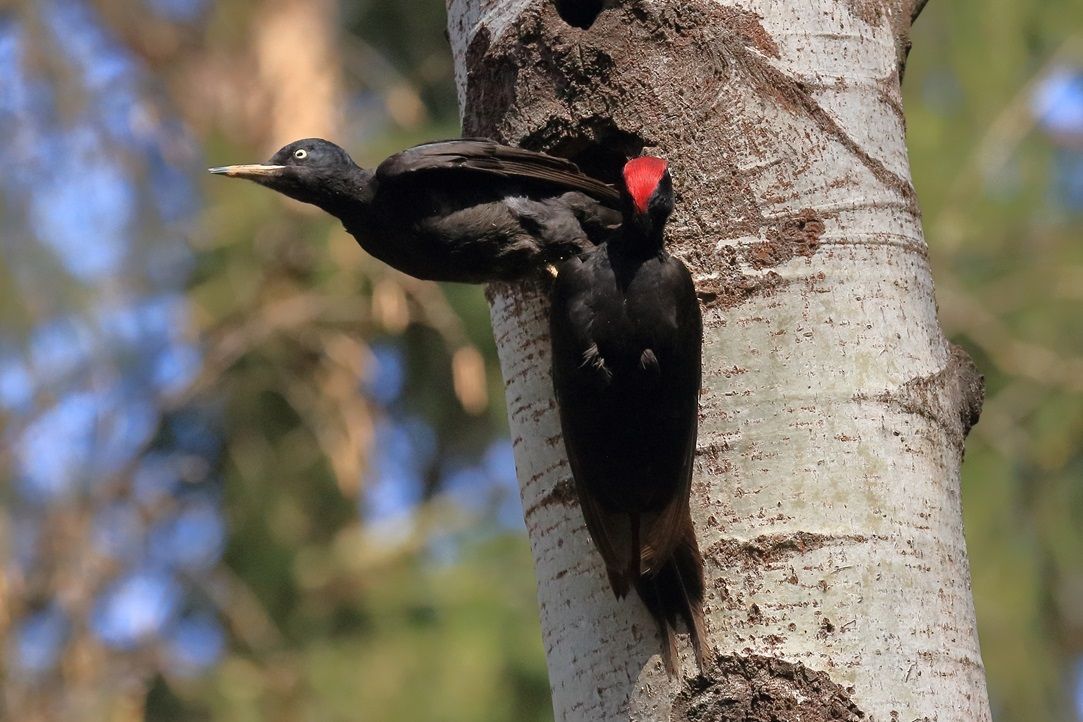 Männchen und Weibchen vom Schwarzspecht