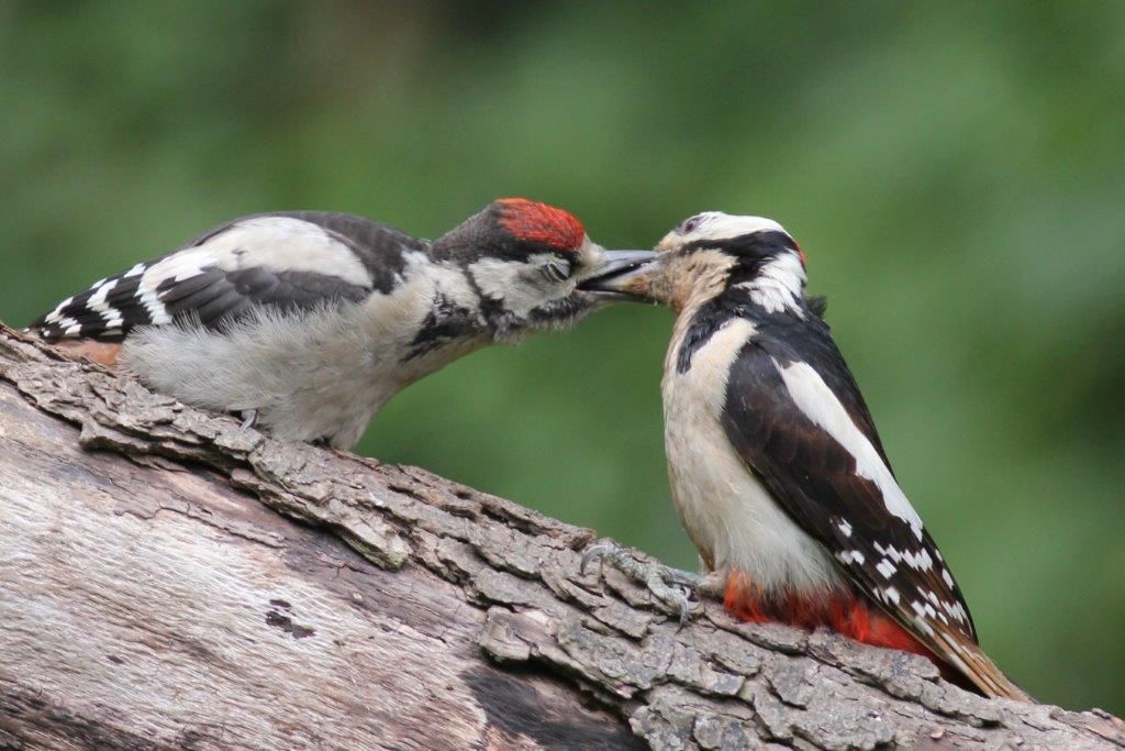 Fütterung nach dem Ausfliegen