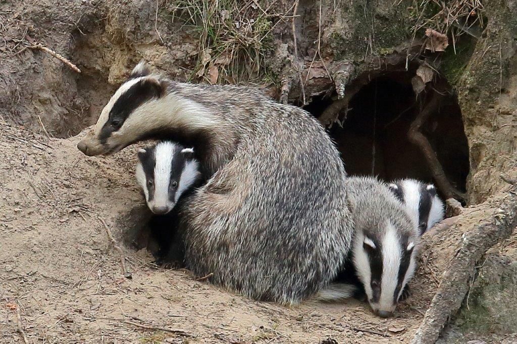 Dachse verlassen den Bau