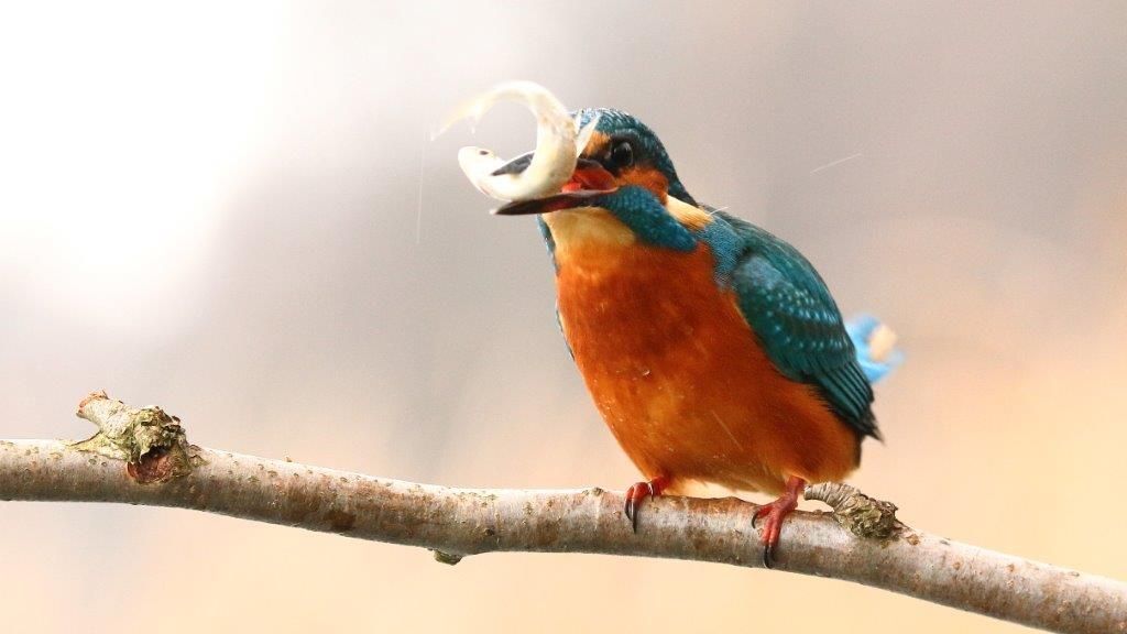 der Fisch zappelt noch