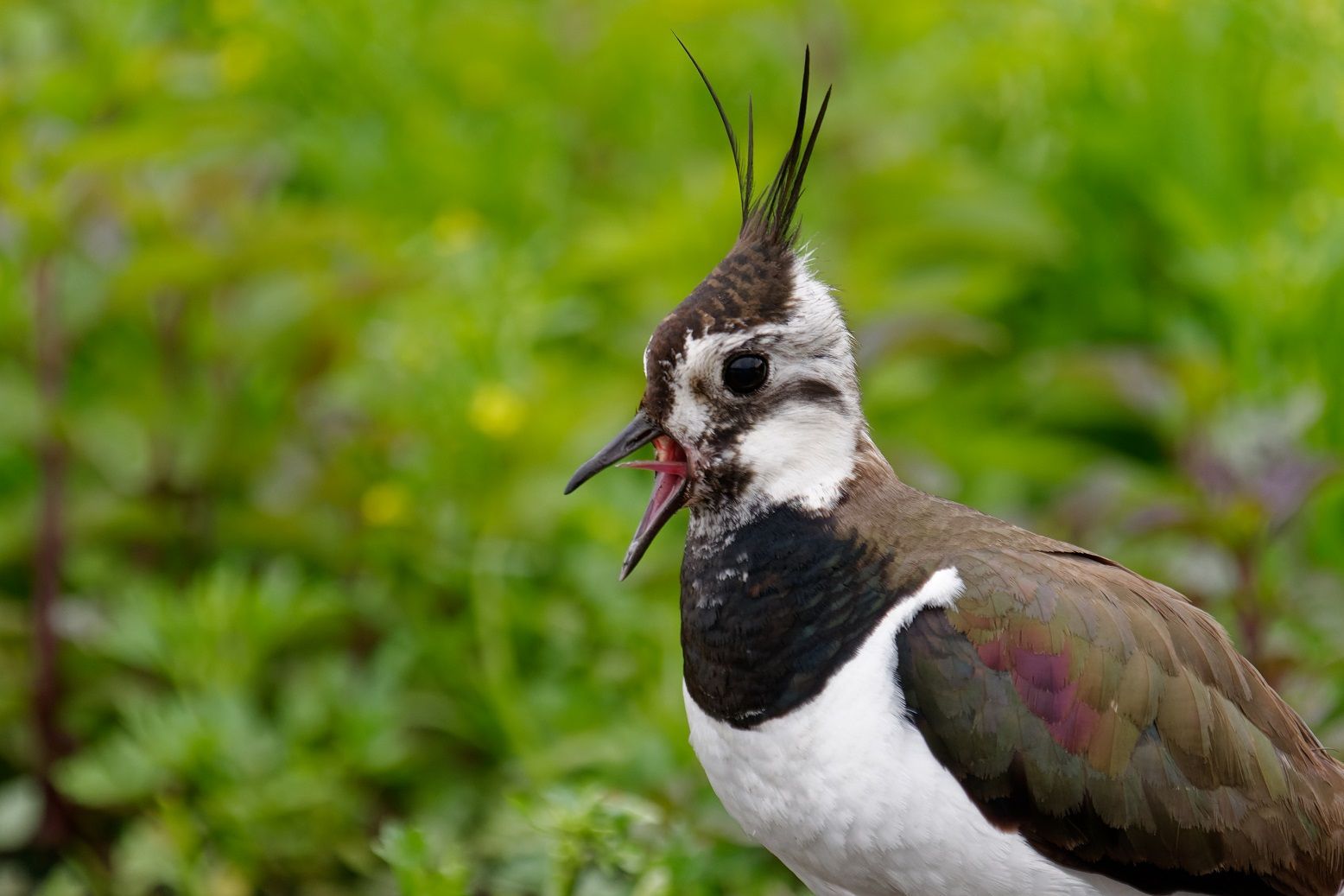 Der Schrei des Kiebitz im Naturpark Dahme-Heideseen