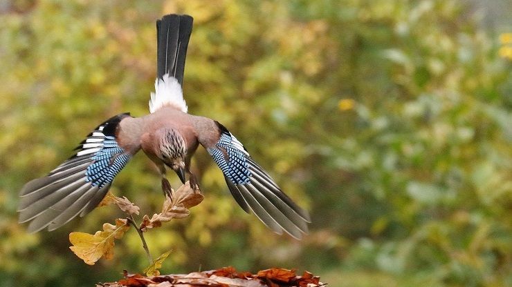 Eichelhäher im Sturzflug