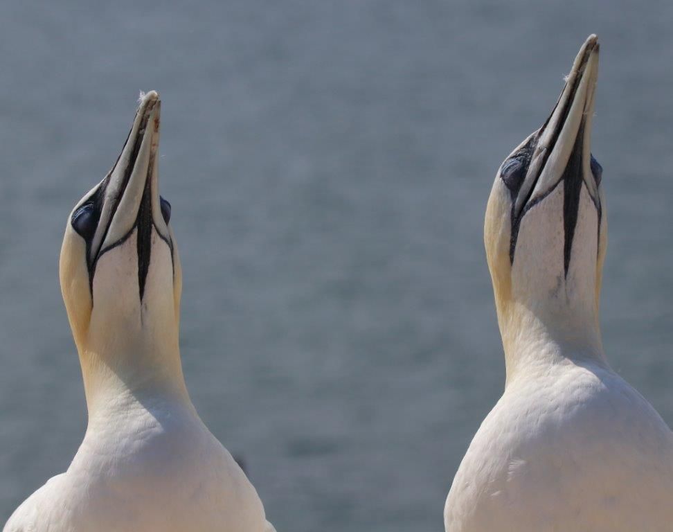 Basstölpel Paar auf Helgoland