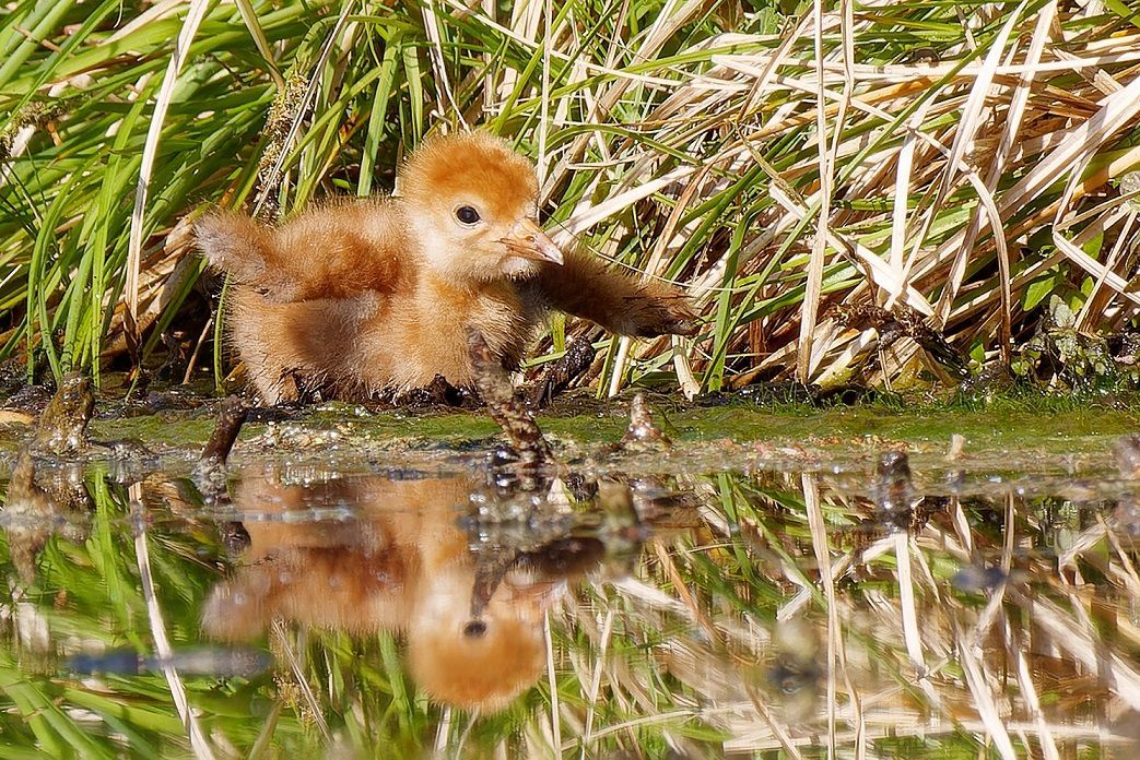 kleiner Kranich zwei Tage alt
