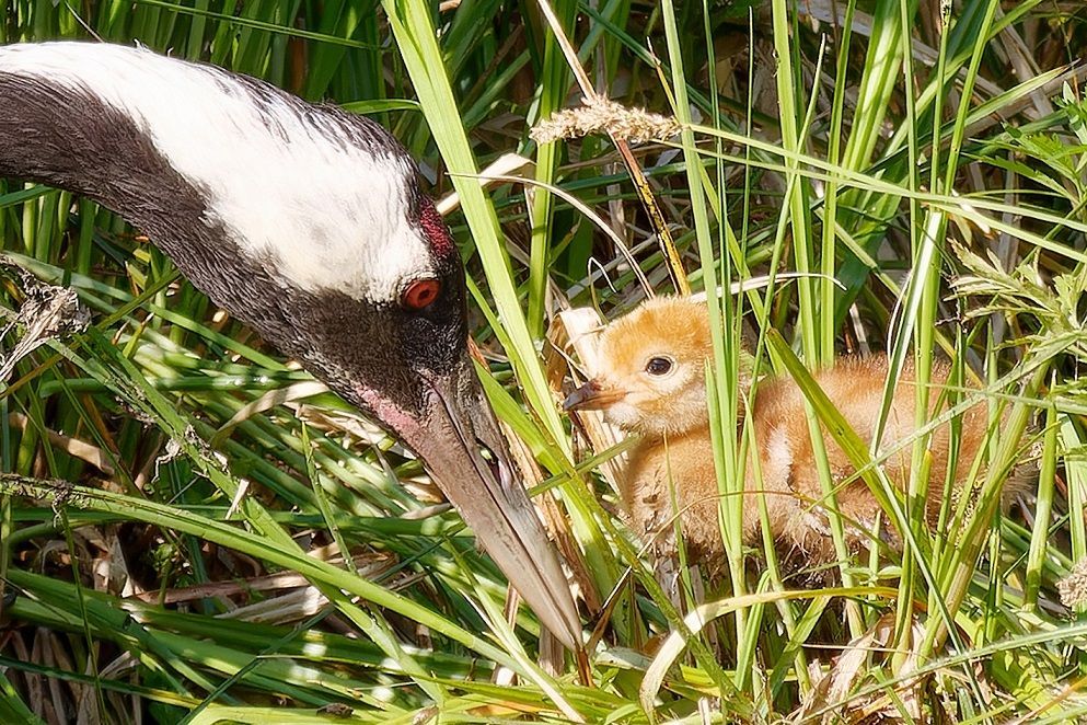 junger Kranich drei Tage alt