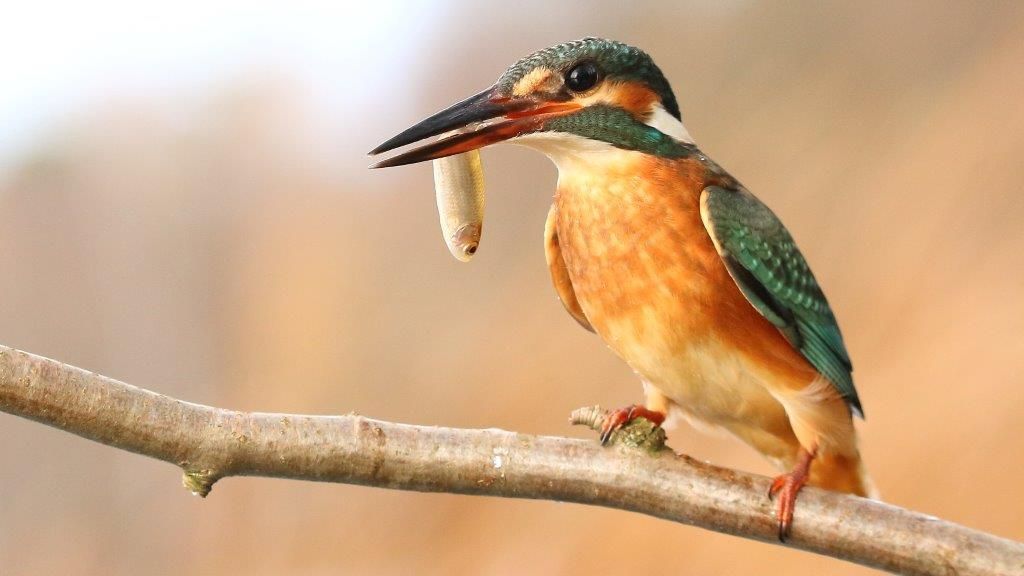 Erfolgreicher Jäger