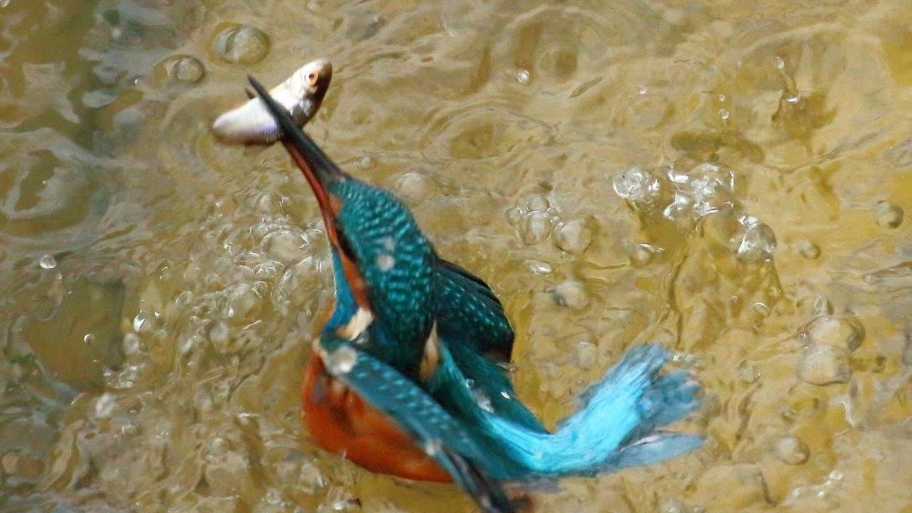 Eisvogel nach der Jagd mit Beute