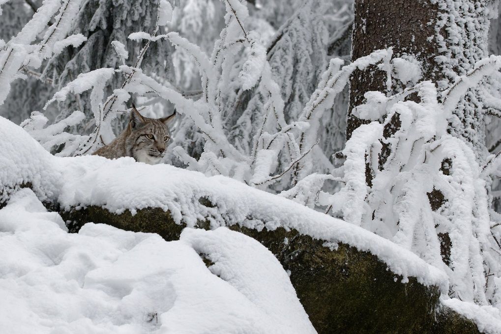 Luchs im Fichtelgebirge bei Mehlmeisel