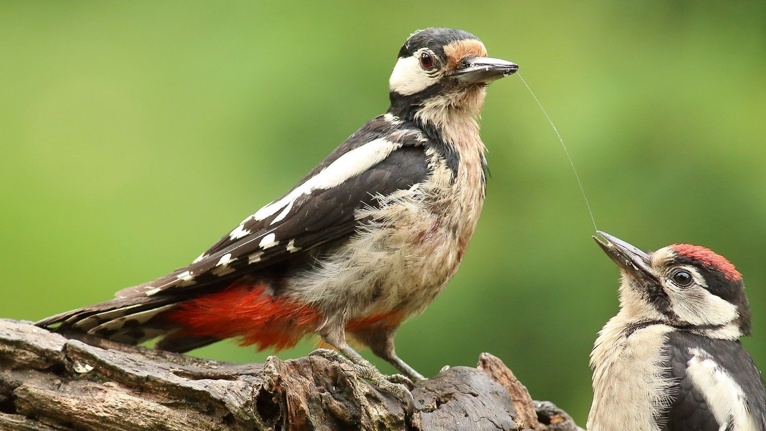 Junger Buntspecht wird noch gefüttert
