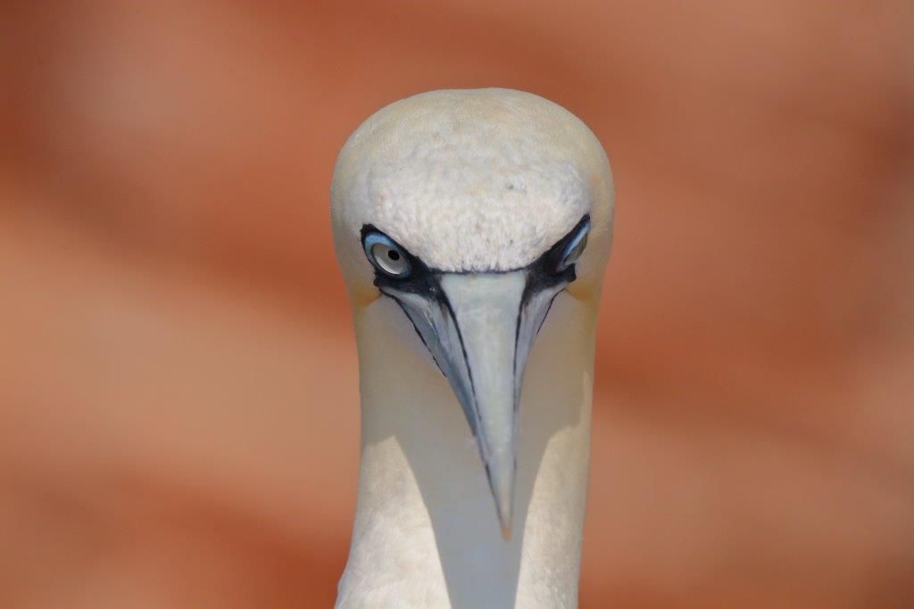 Basstölpel vor der roten Farbe der Felsen auf Helgoland