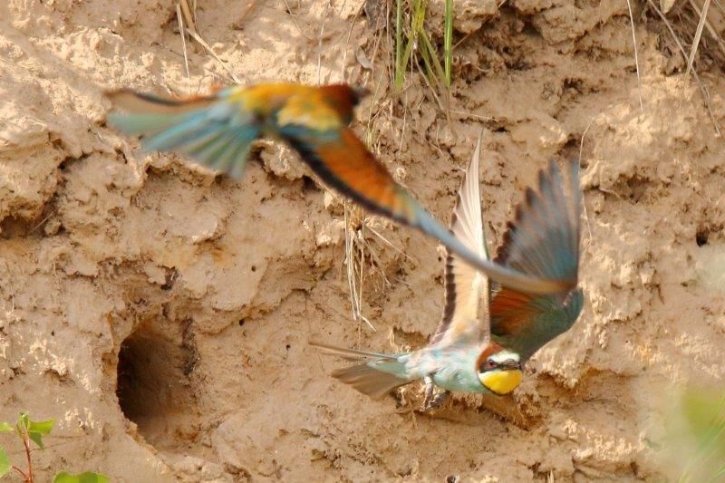 Bienenfresser im Anflug