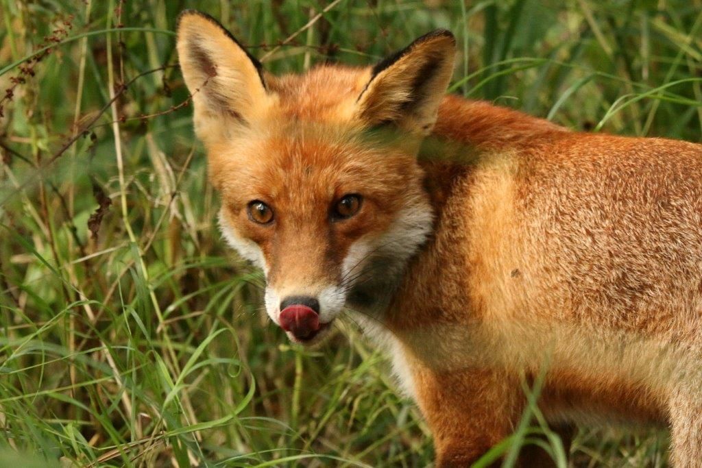 Fuchs in der Deckung im Naturpark Dahme-Heideen